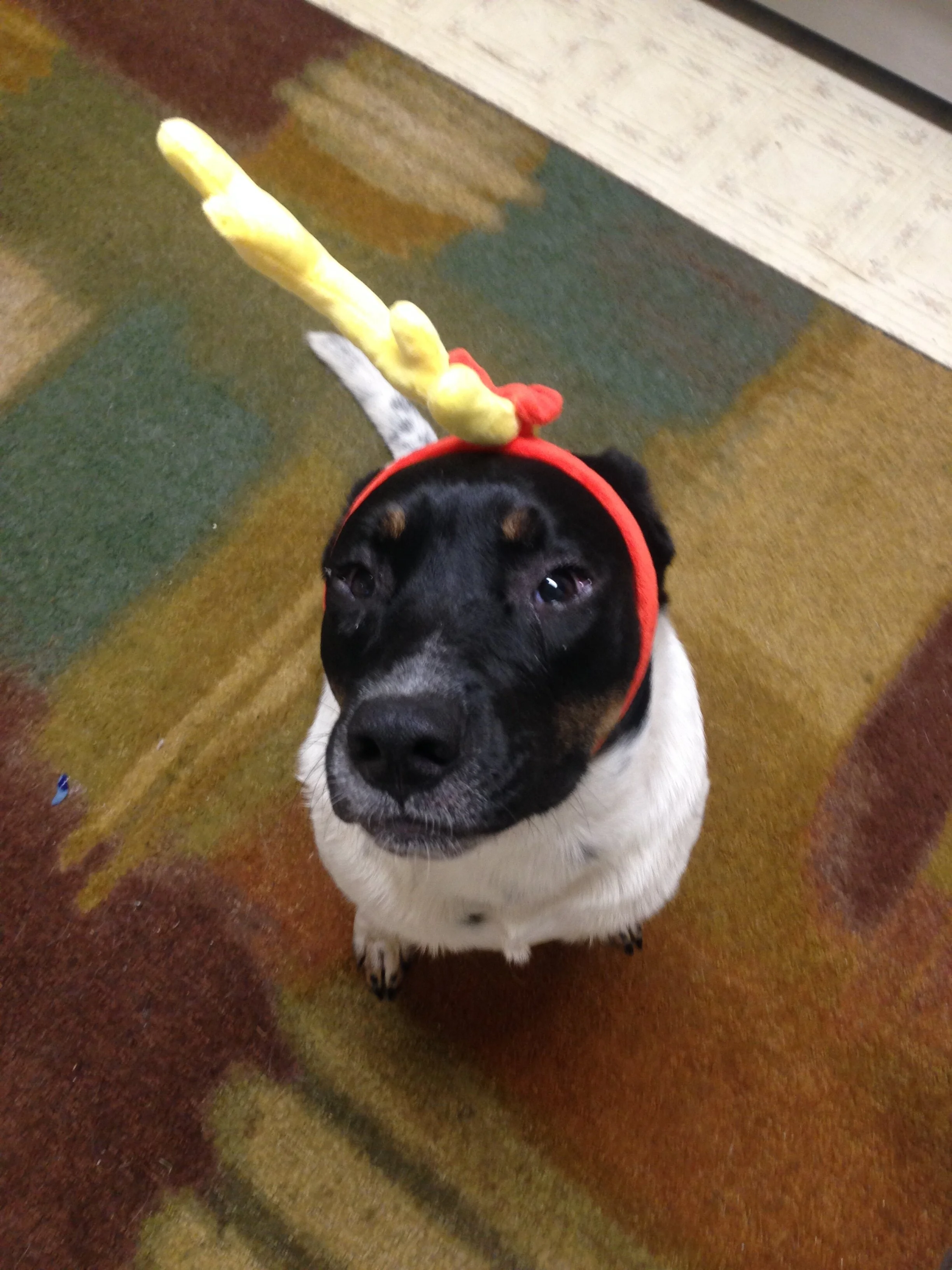 We Are Truly Thankful for Your Support for Cadi