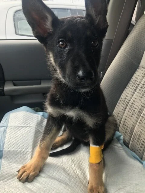 Thank You Frankie's Friends, We Have A Chance to Give T-Rex a Chance at Life