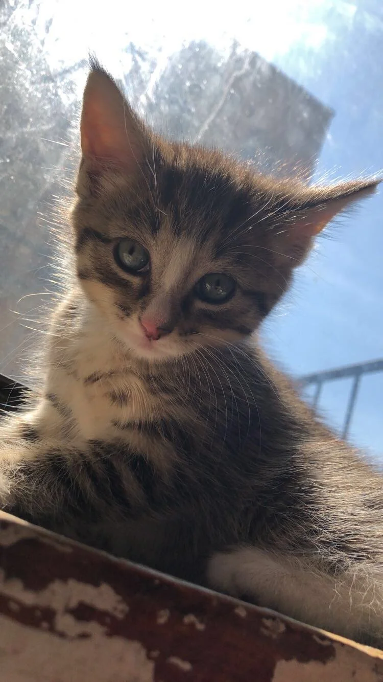Words Genuinely Cannot Express How Thankful I am for Your Help in Getting Whitepaw the Care That He Needed