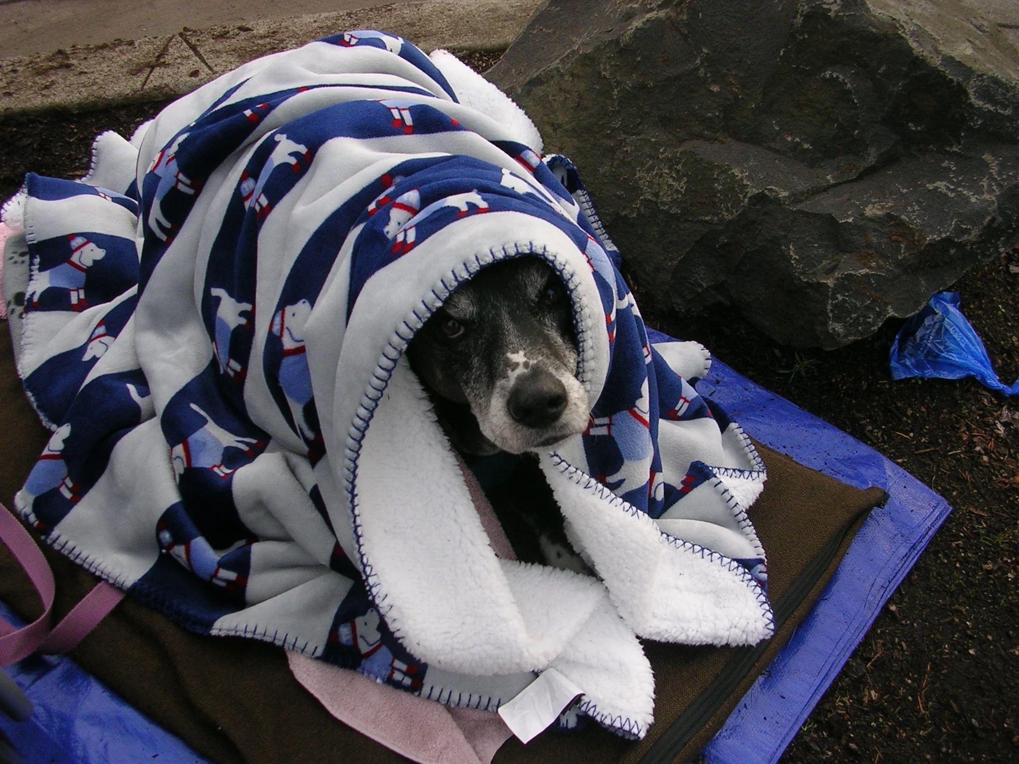 I am thankful and grateful for all the precious gifts you've given to Miss Penny to help her get better