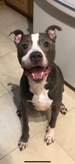 Thank You for Helping Blaze, He's Not Just A Dog, He Is Family