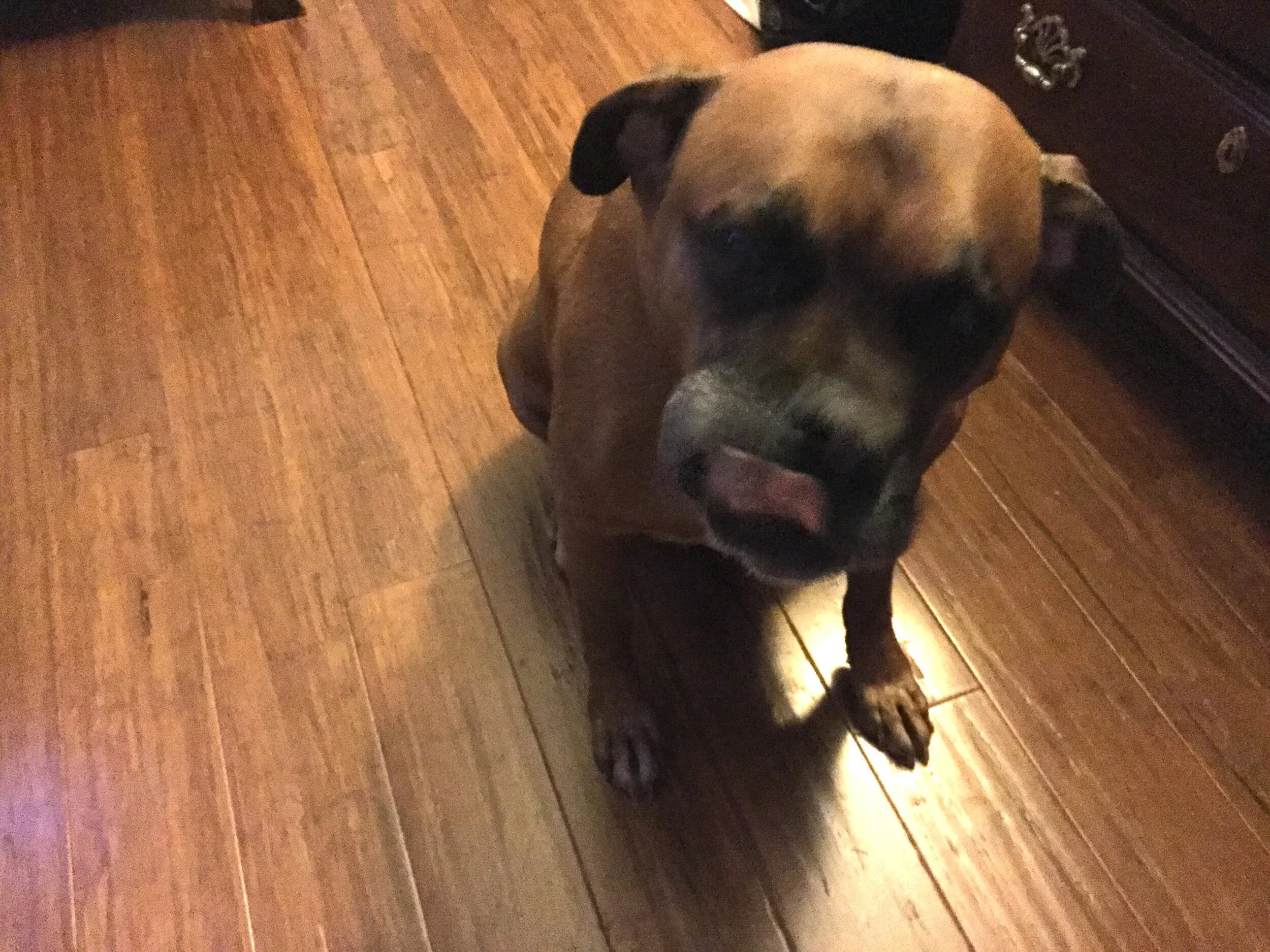 I am so grateful for this help, and so is Duke