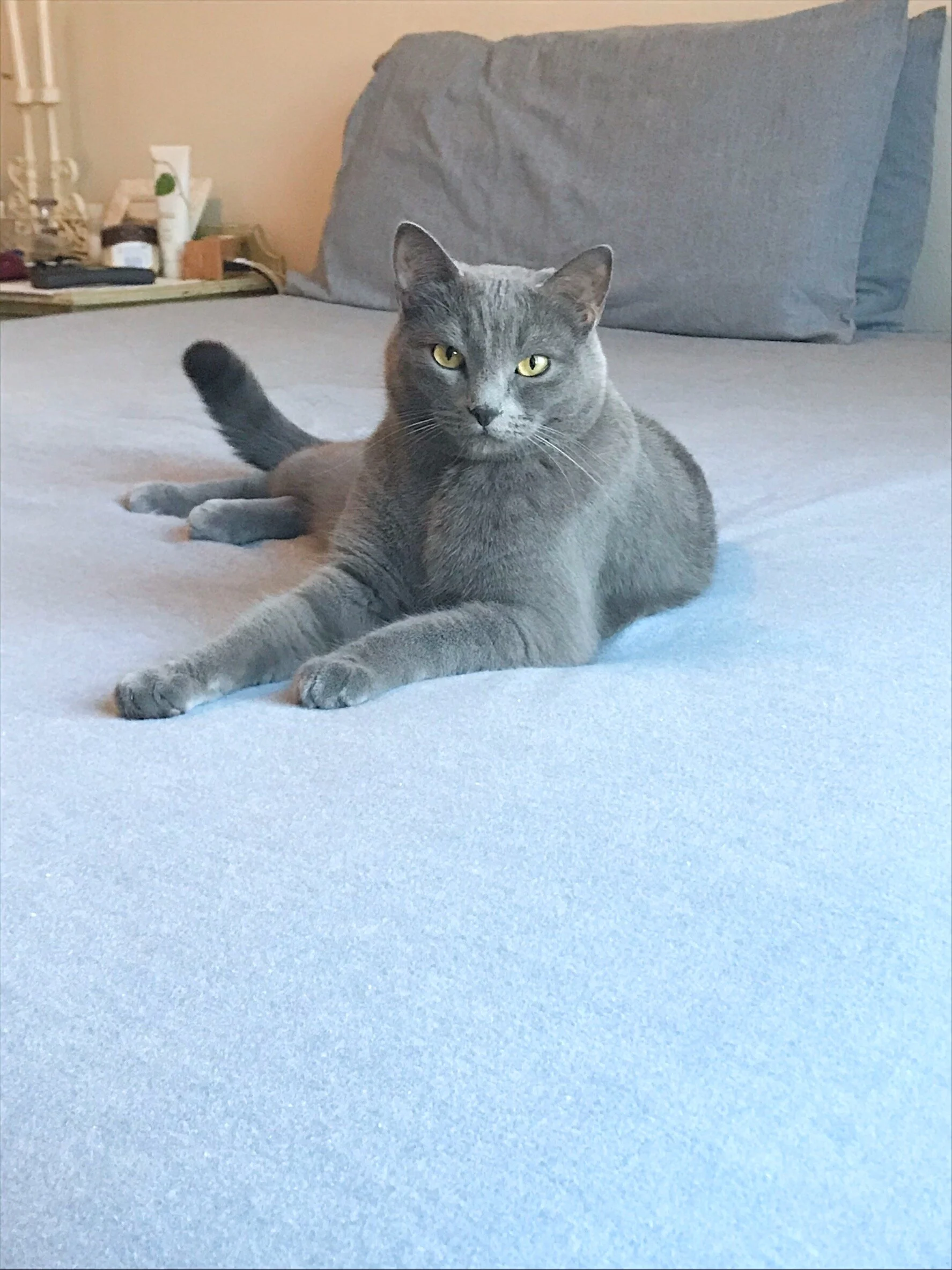 Thank You for Helping Our Special Family Member, Smokey