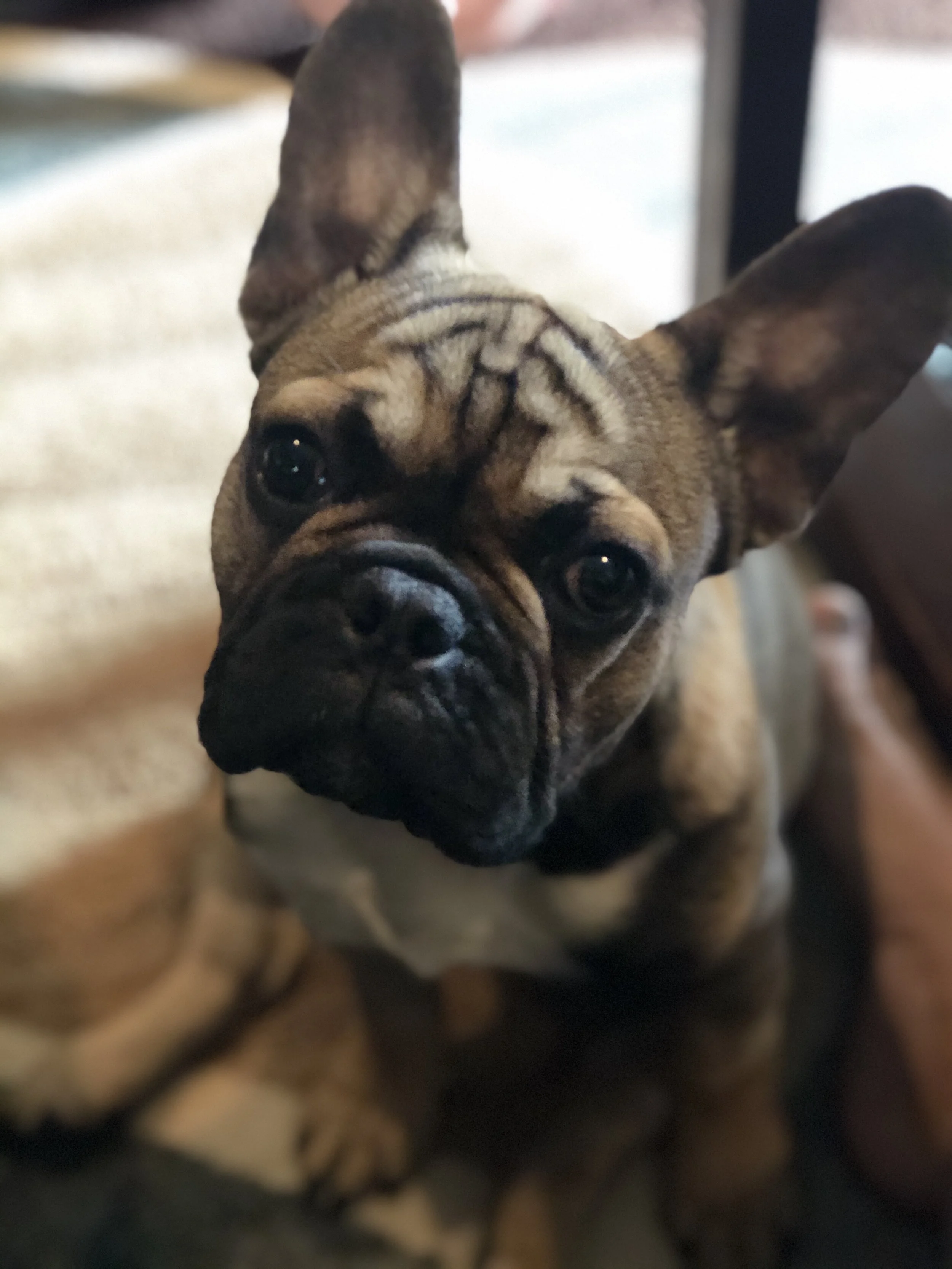 Thank You for Your Help, Bentley is Doing Fabulous!