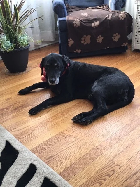 Thank You for Helping, I Love My Labrador Phoenix to the Stars