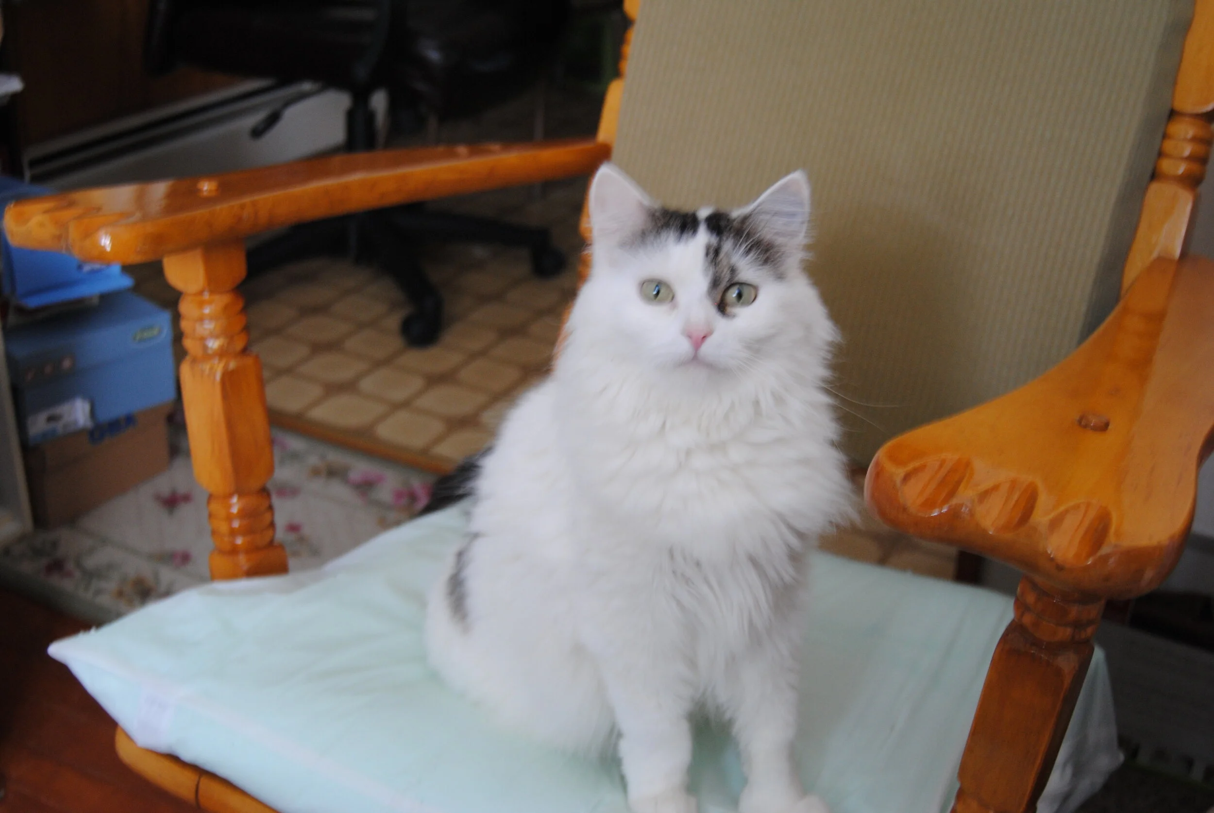 Thank You for Having a Caring Heart, and Helping My Precious Mysterieuse