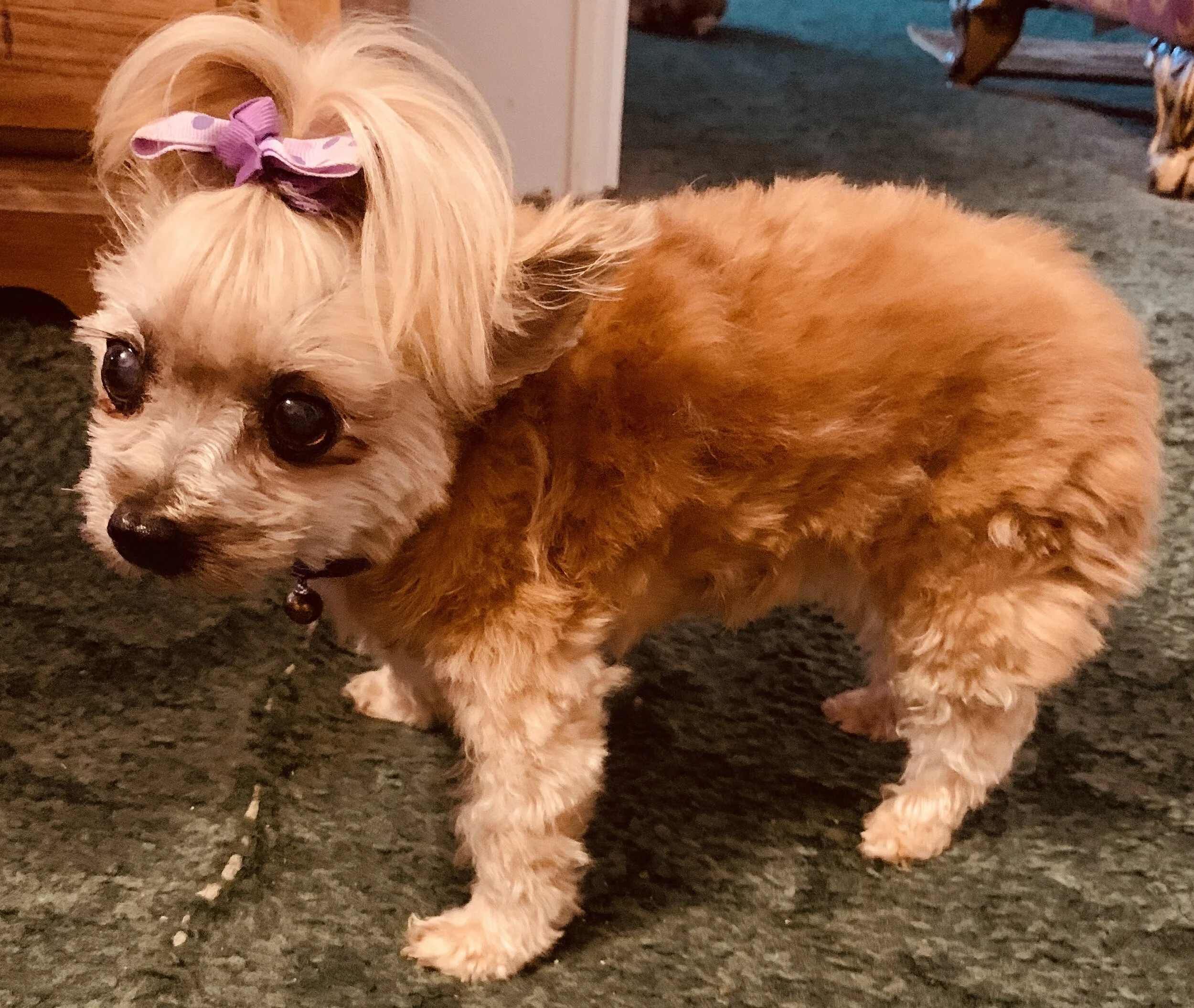 Thank You All for Helping My Girl Cinnamon