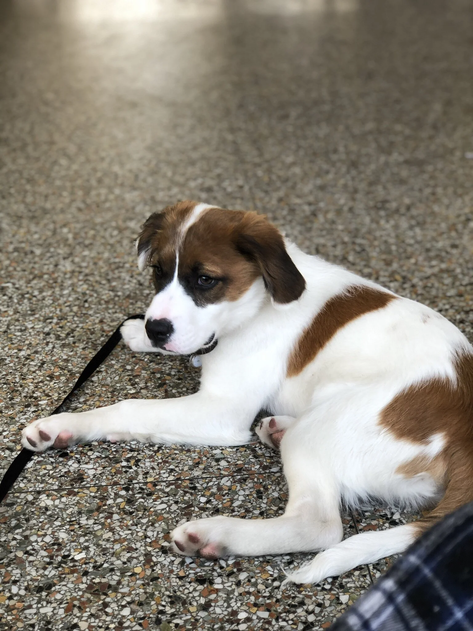 Thank You for helping Pounder from the bottom of our hearts, to your big hearts