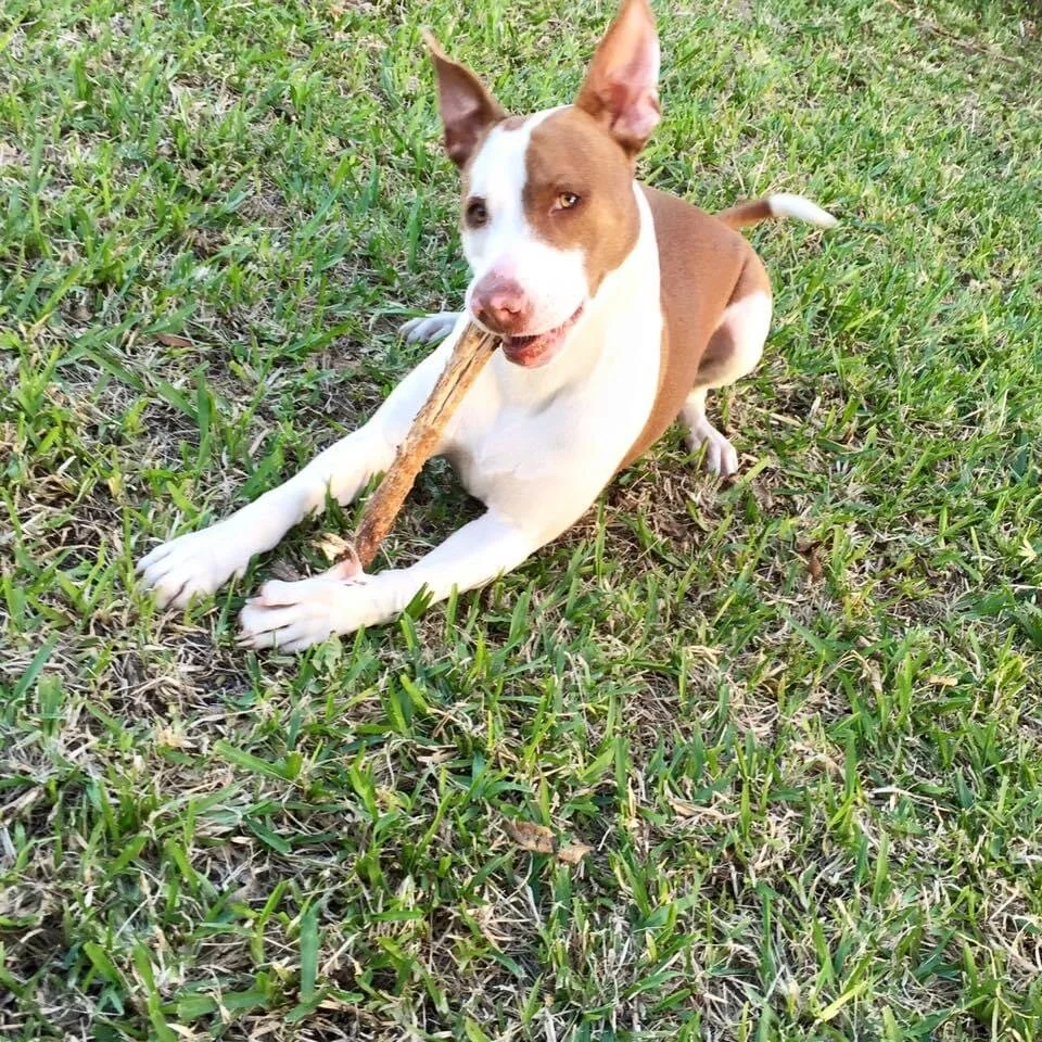 Thank You for Helping Canelo, Your Help Means Our Family Will Remain Whole