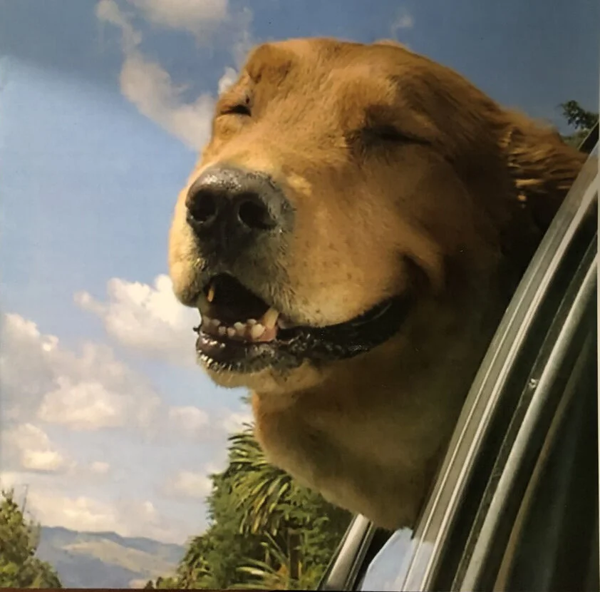 Thank You - You Helped in the Fight to Save my Beautiful Rusty's Life. He was the Love of my Life.