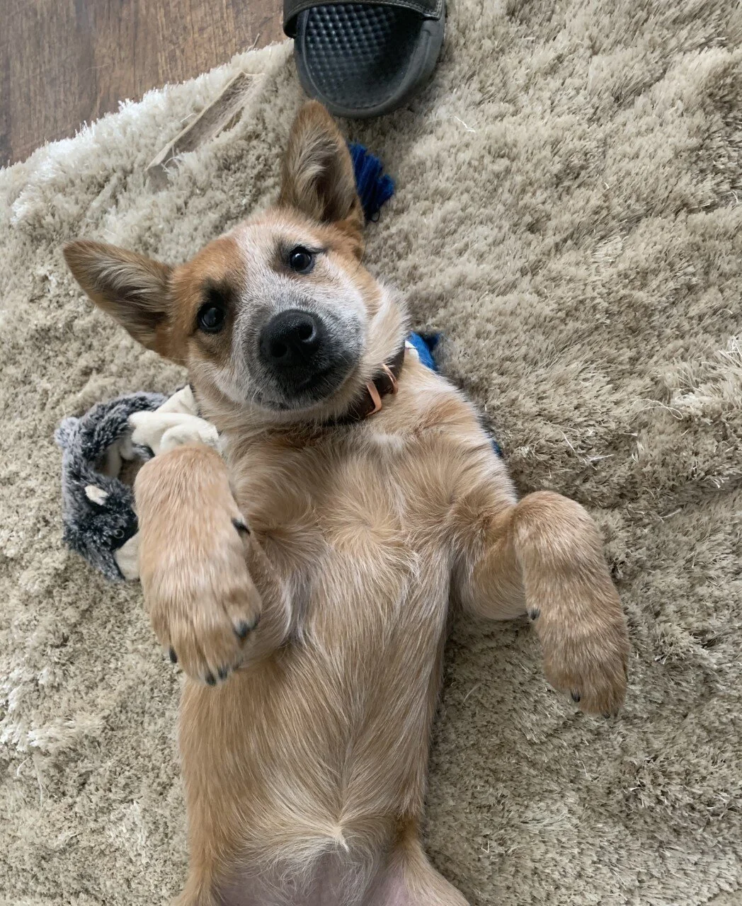 Thank You for helping Rylee, this dog means the world to me!