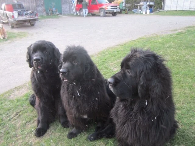 In Memory of My Beloved George