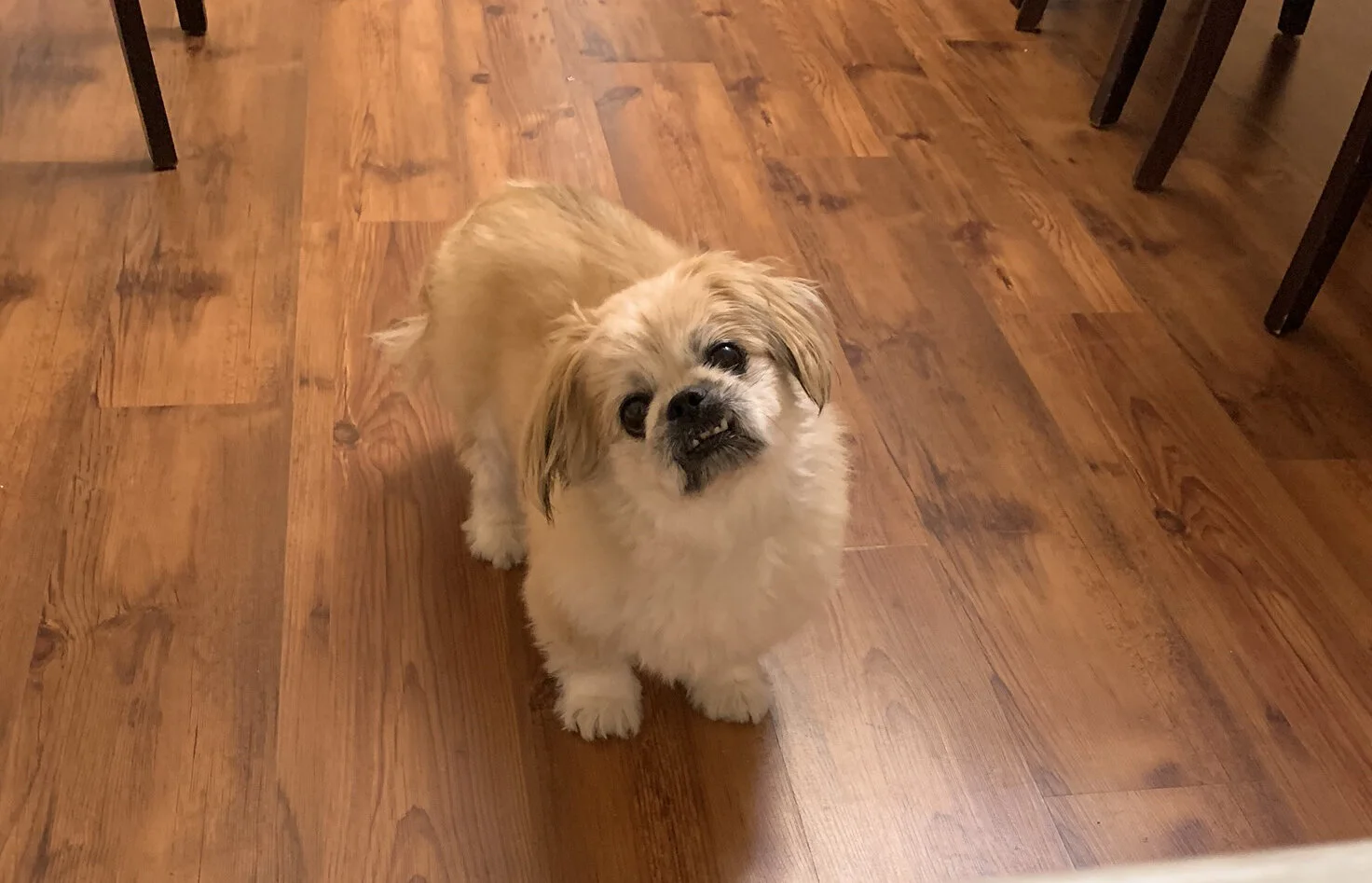 Thank You for Helping our Precious Fur Baby Teddy, He Is Still Living Quality Life