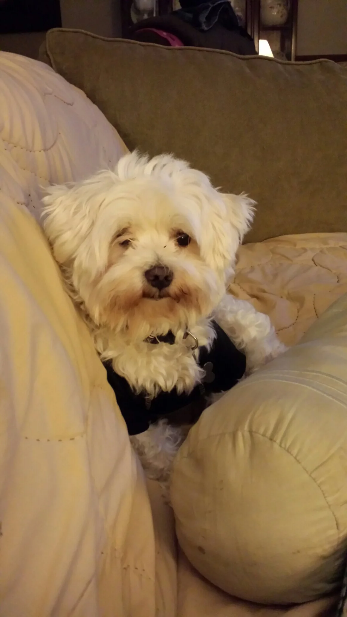 I would like to thank you from the bottom of my  heart for all your help. My Winston means so much to me and my husband.