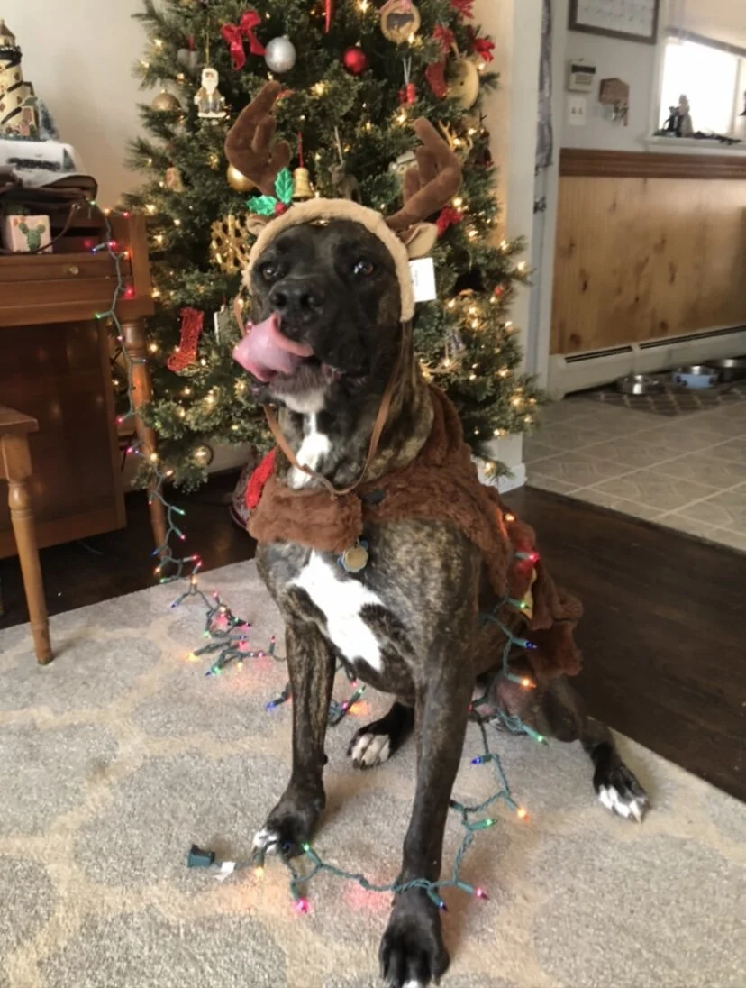 Thank You for helping Bella, my best friend, family and a truly gentle giant