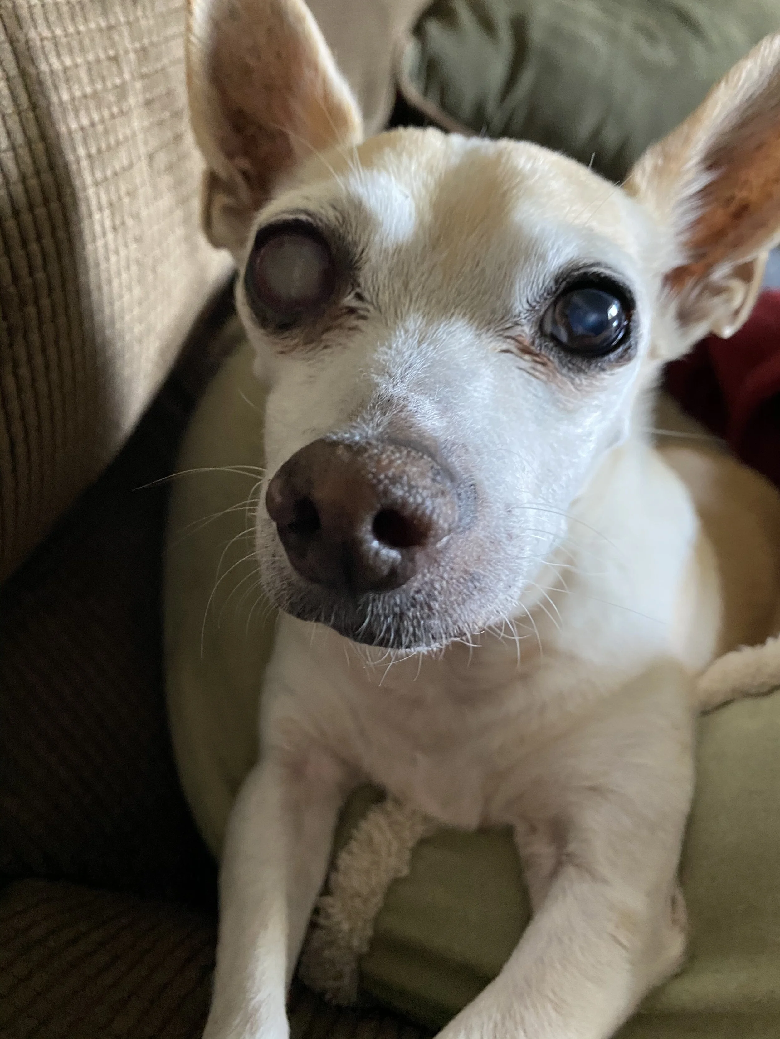 Thank You for Allowing Mojo to Be Happy Again