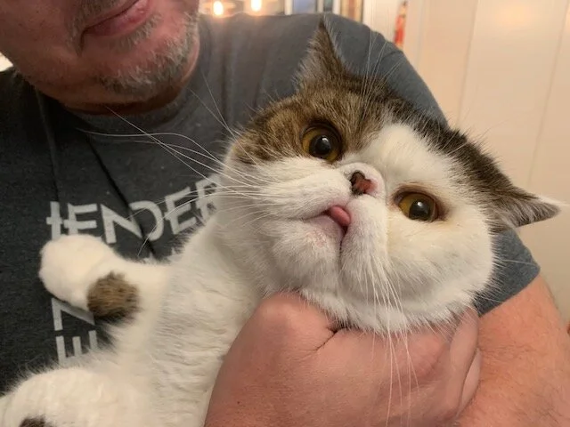 Thank you for helping our beloved cat Oliver