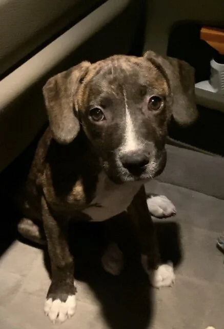 Thank you to all the donors from the bottom of my heart for helping my companion, Brindy