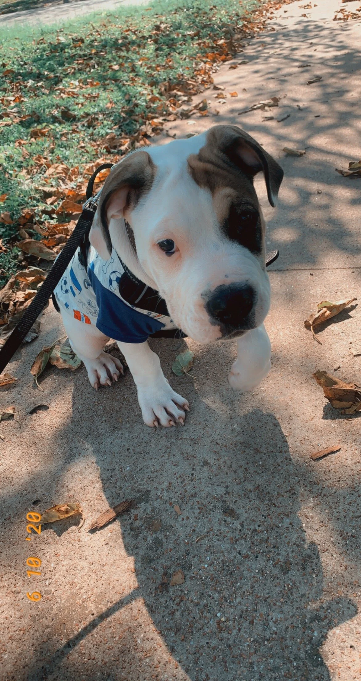 Thank you for helping to save Rex’s life so we can continue to love on him for as long as we can have him.