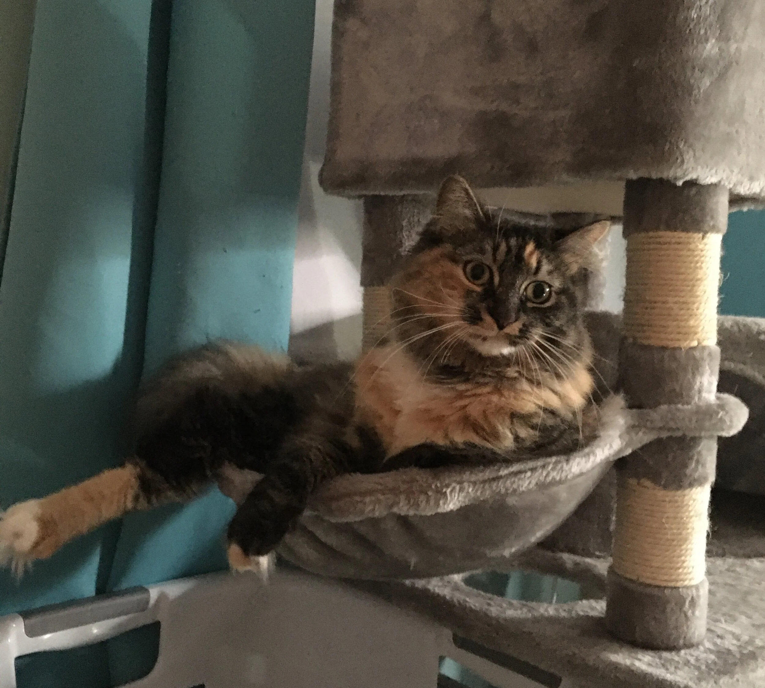 Thank You for Helping Xena Become Pain Free!