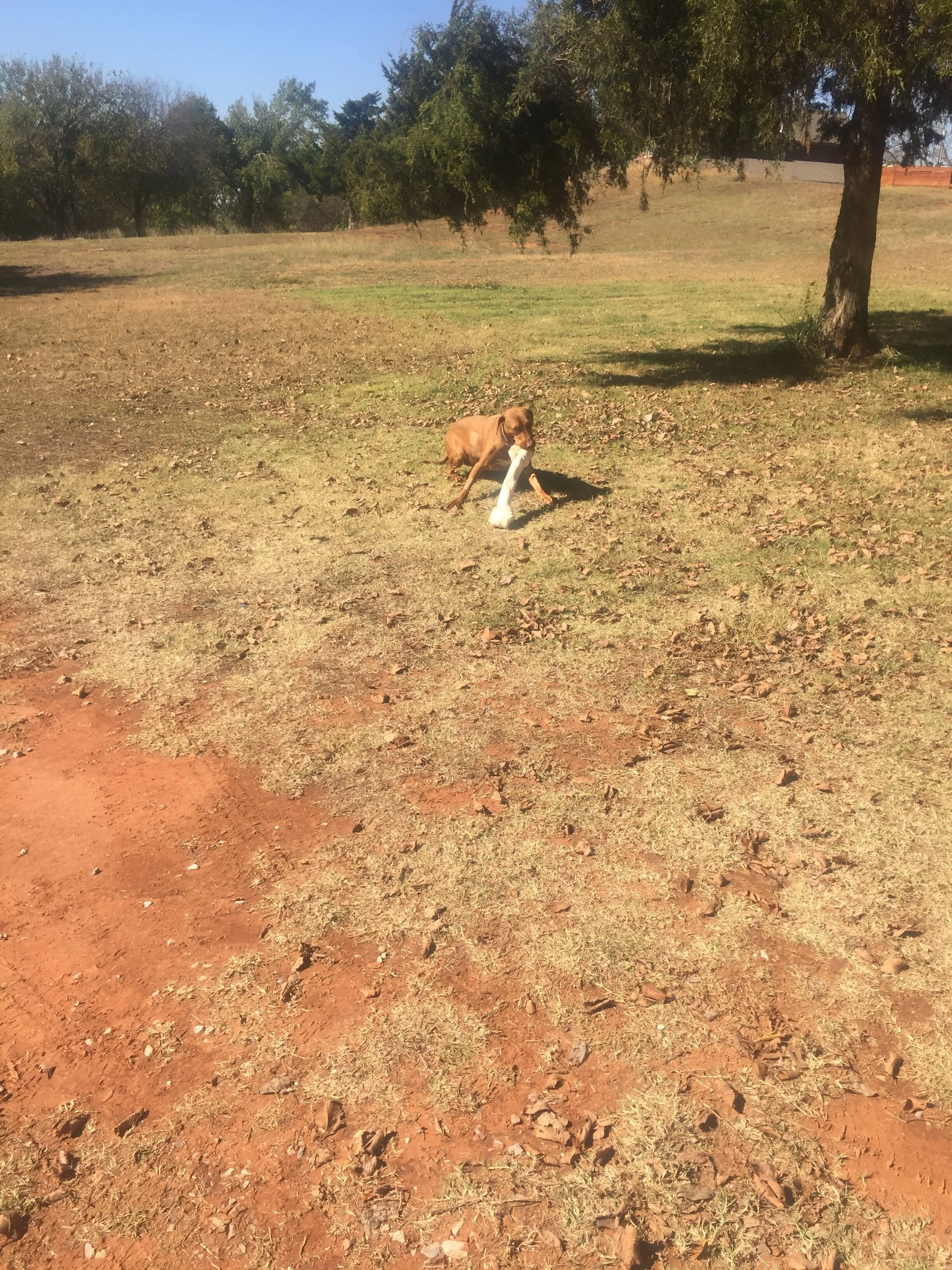 Thank You for Helping to Save Annie's Life. With Your Help Annie is Home and Healing and Happy and Alive