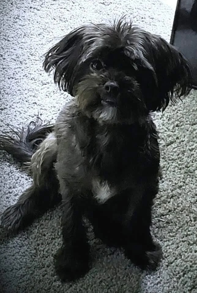 Thank You for Helping Onyx, He Brings Joy to My Household