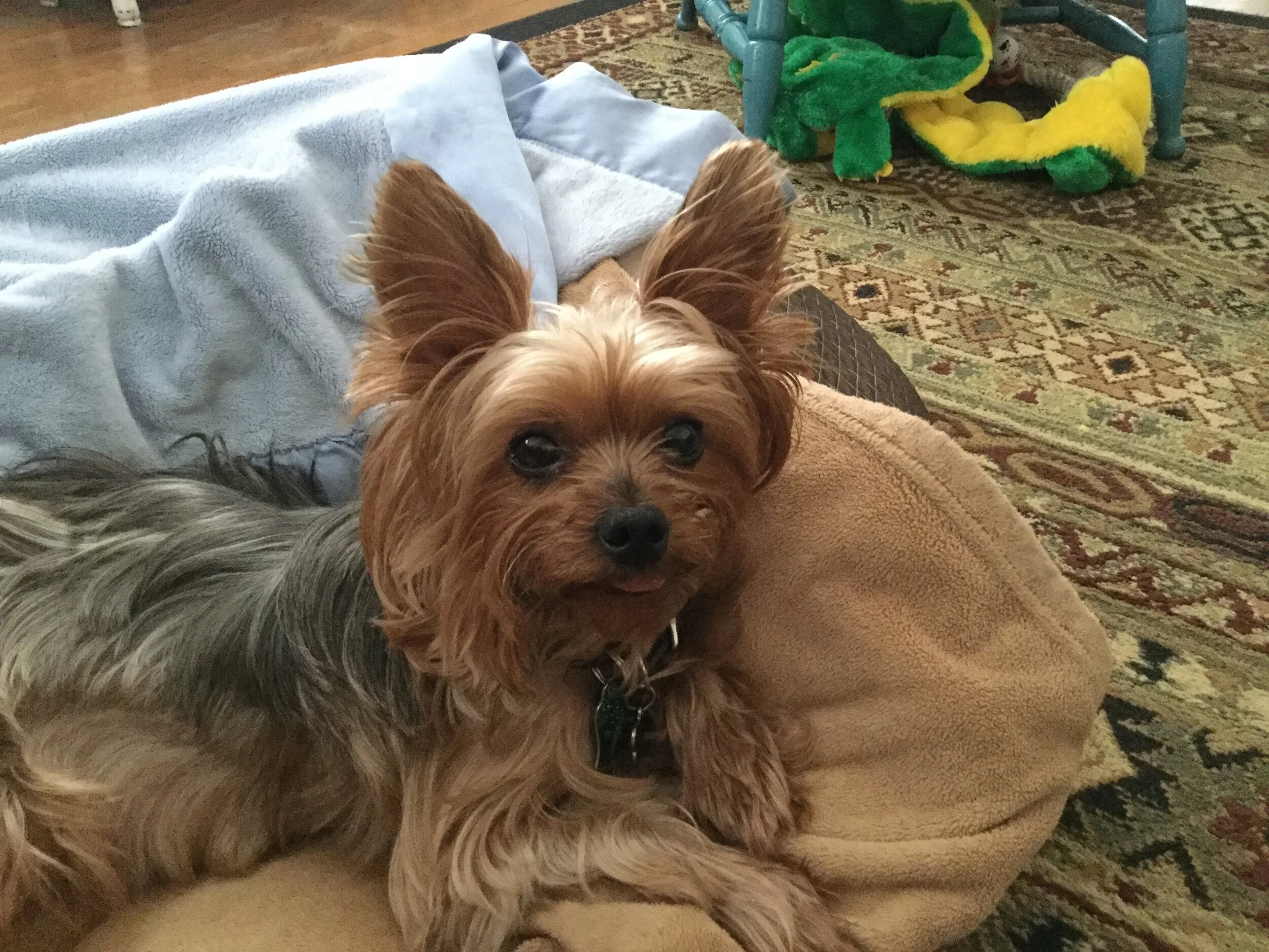 Simba Gives So Much Unconditional Love. Thank You for Helping Him.