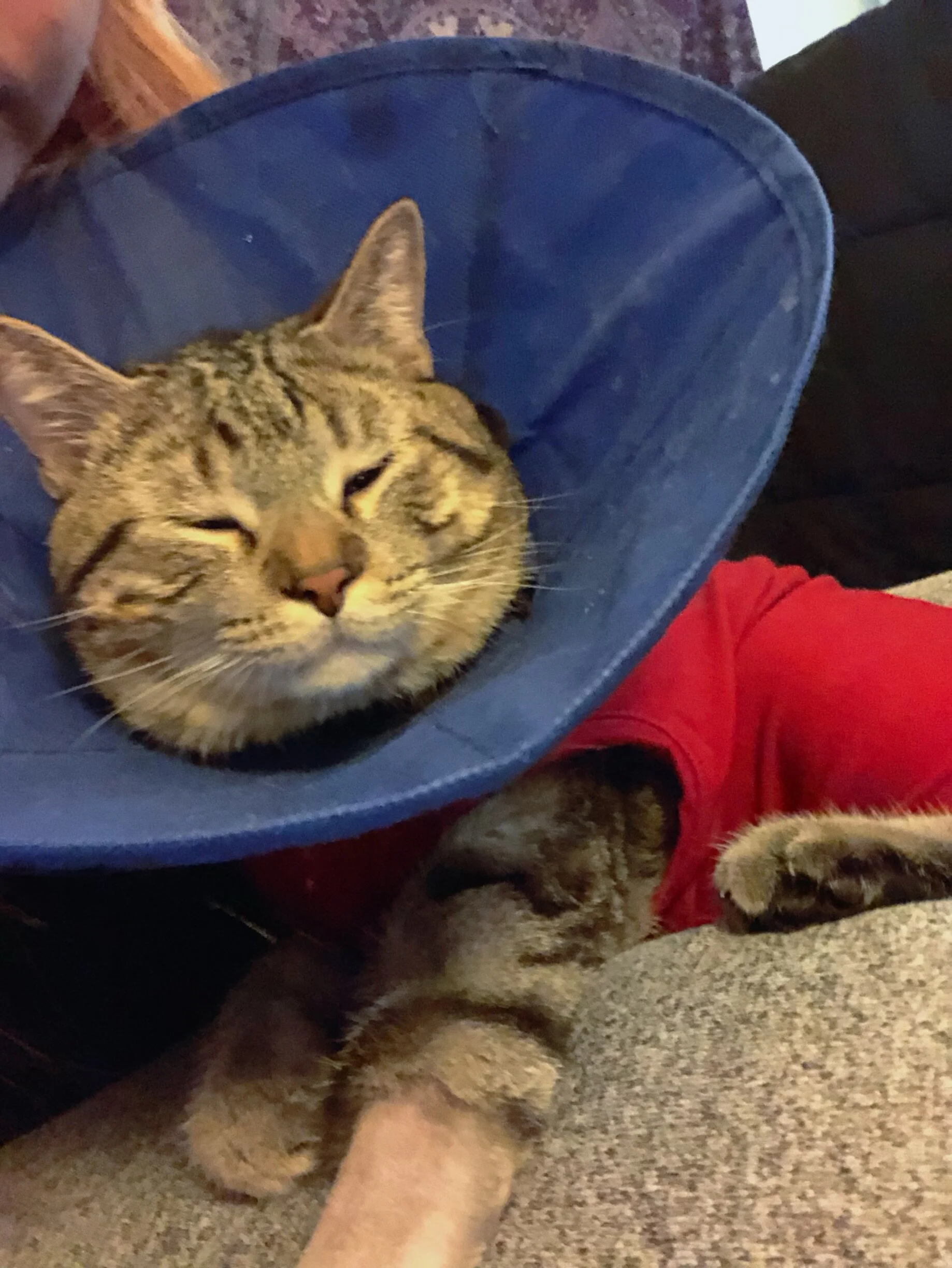 Thank You to the Generous People Who Made it Possible for Caspy to Still Be Here With Us