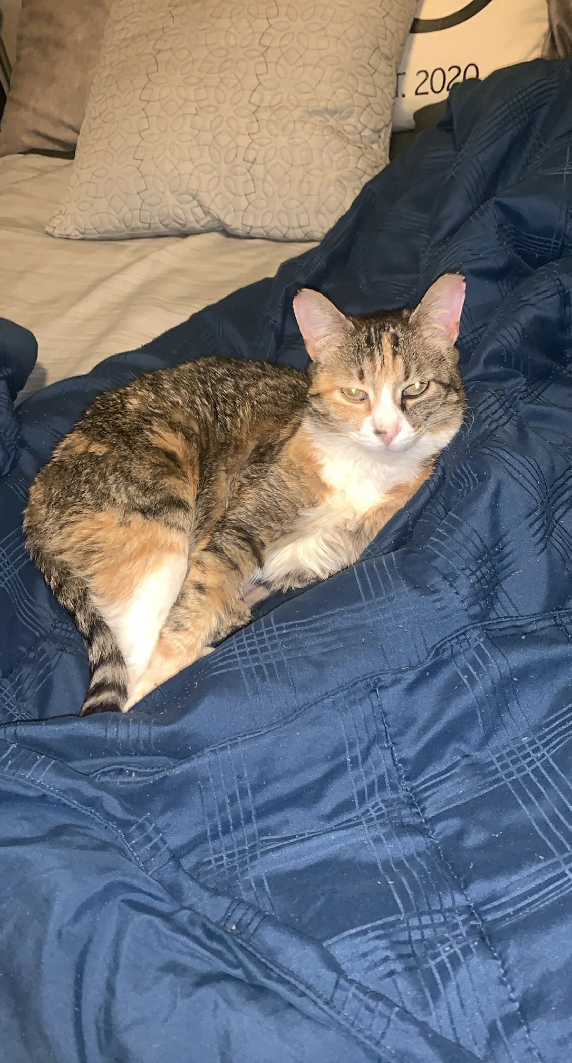 Thank You for Helping to Save Phoebe's Life