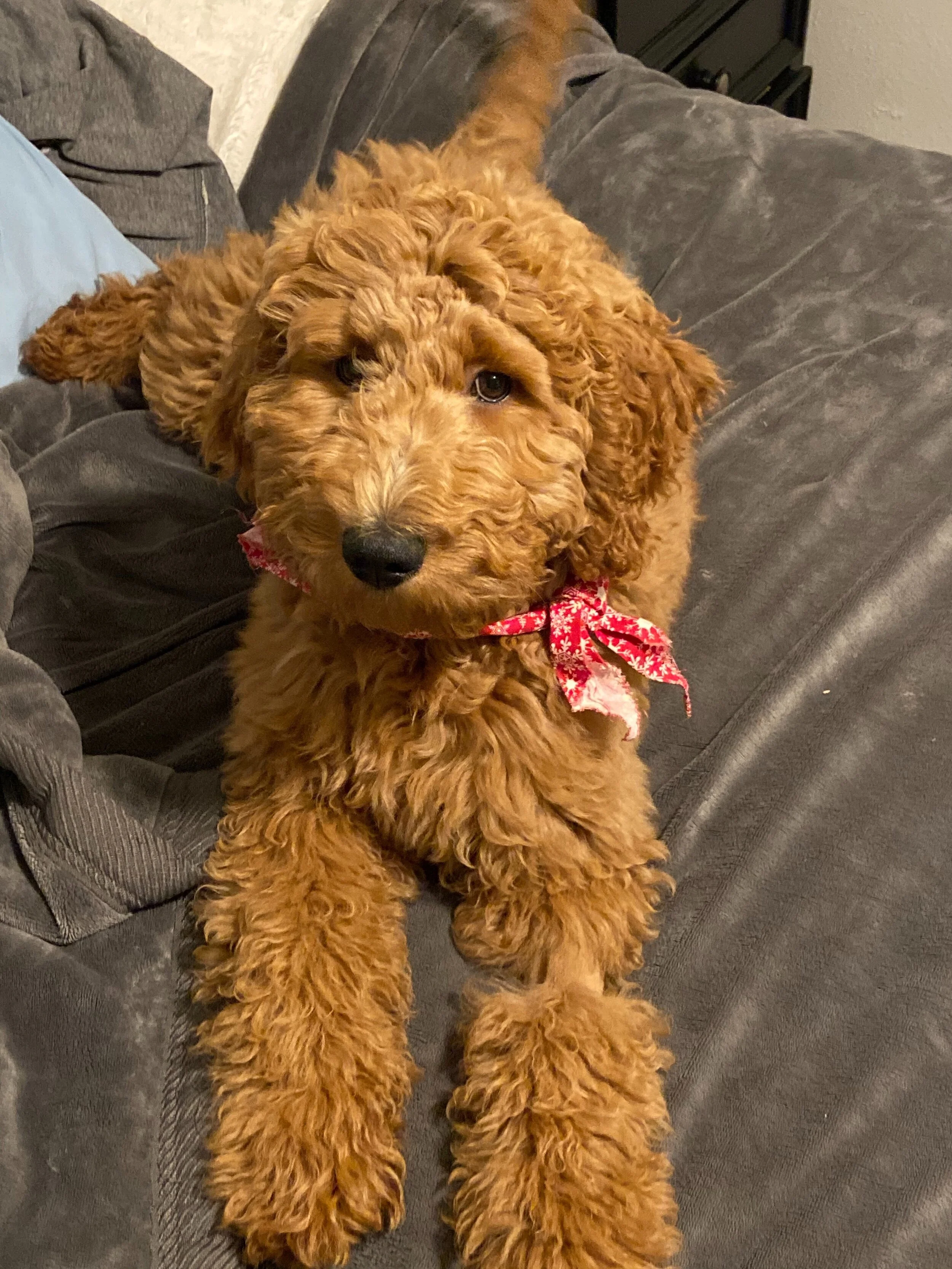 I'm grateful for the funds you provided to help me with Nala, my first puppy.