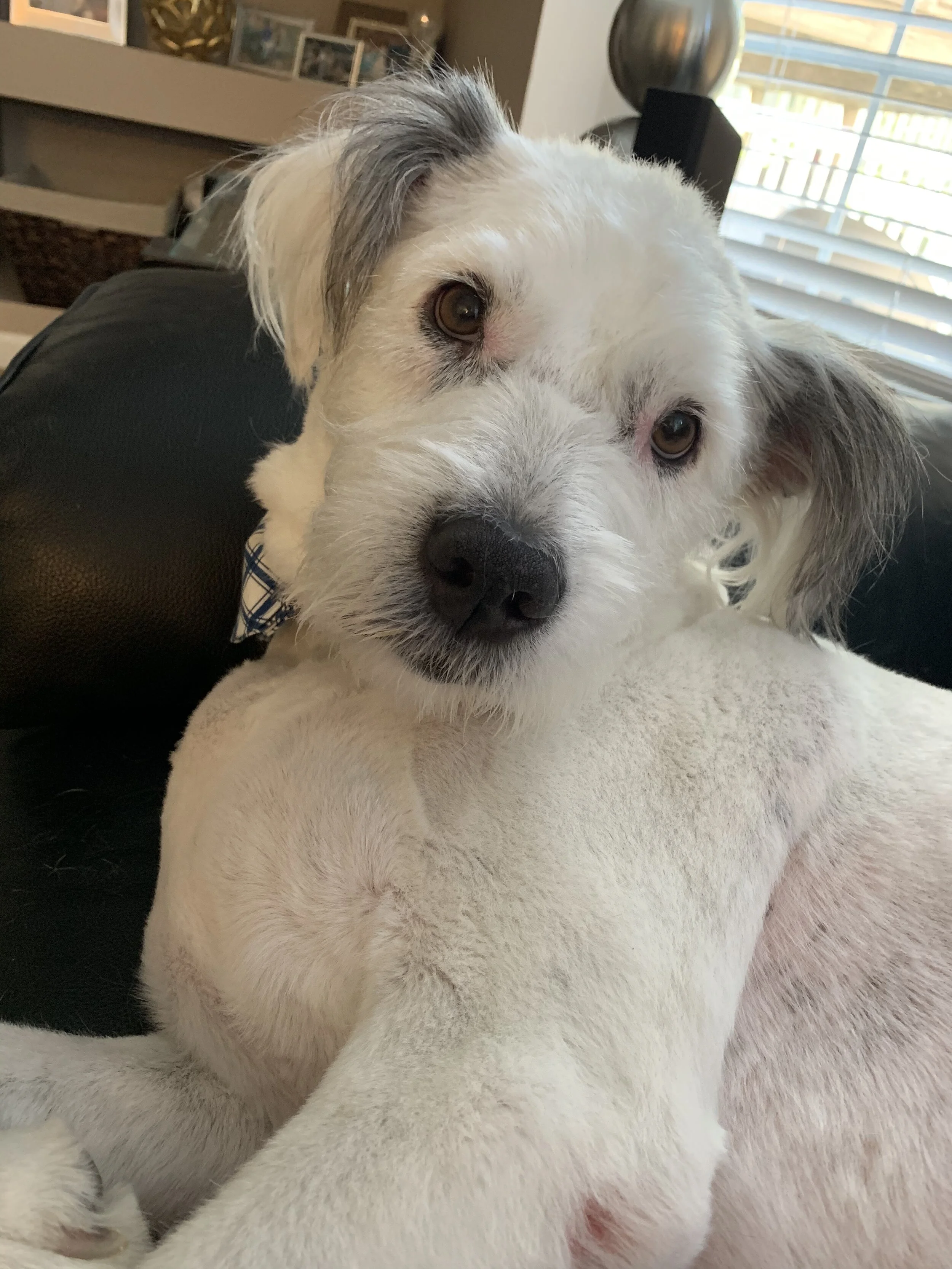 Thank you for finding it in your hearts to help my best friend Louie - he has helped me through so much.