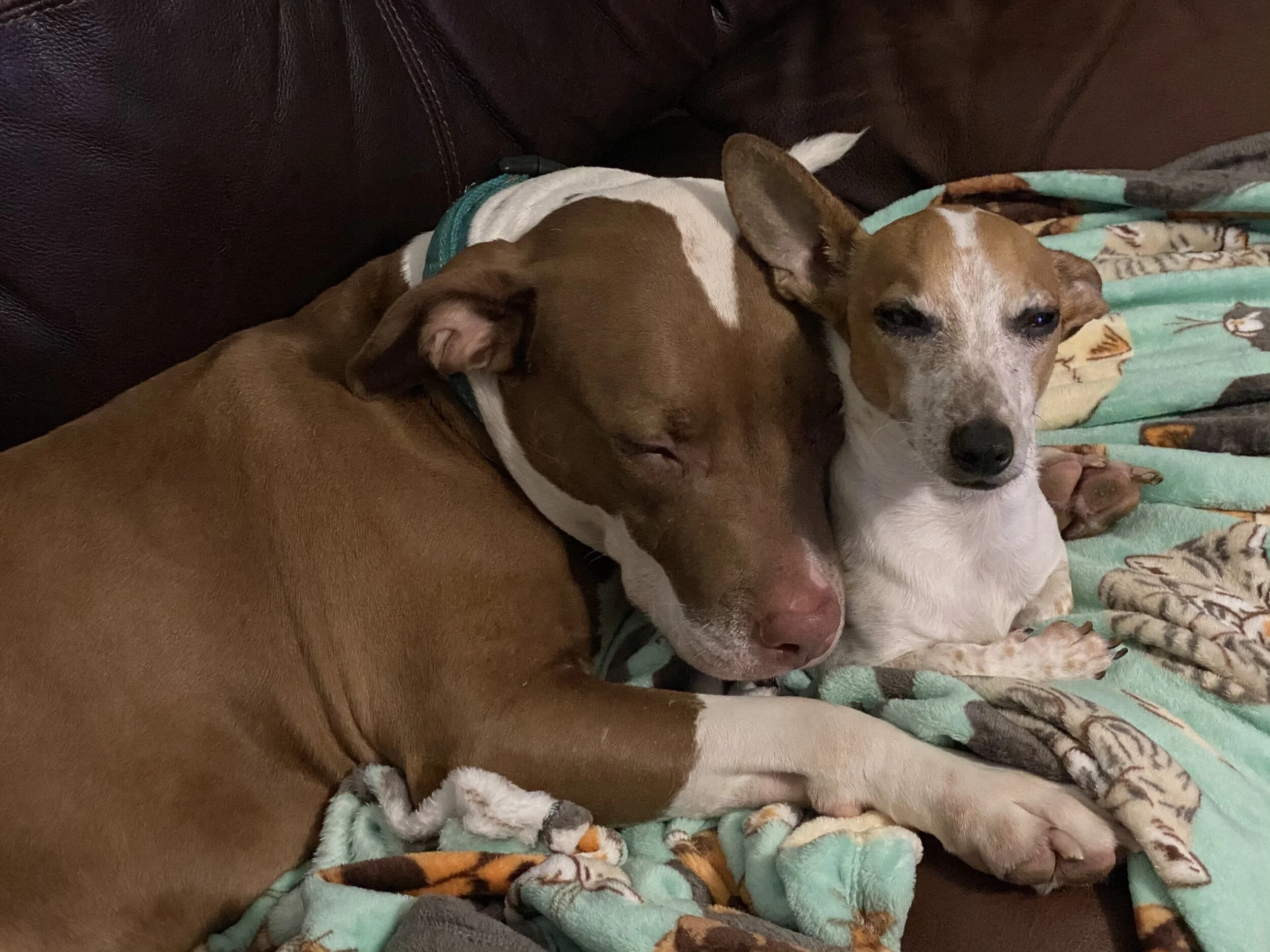 I want to thank everyone at Frankie’s Friends and everyone who has ever donated to Frankie’s Friends for saving my best friend Chalupa.