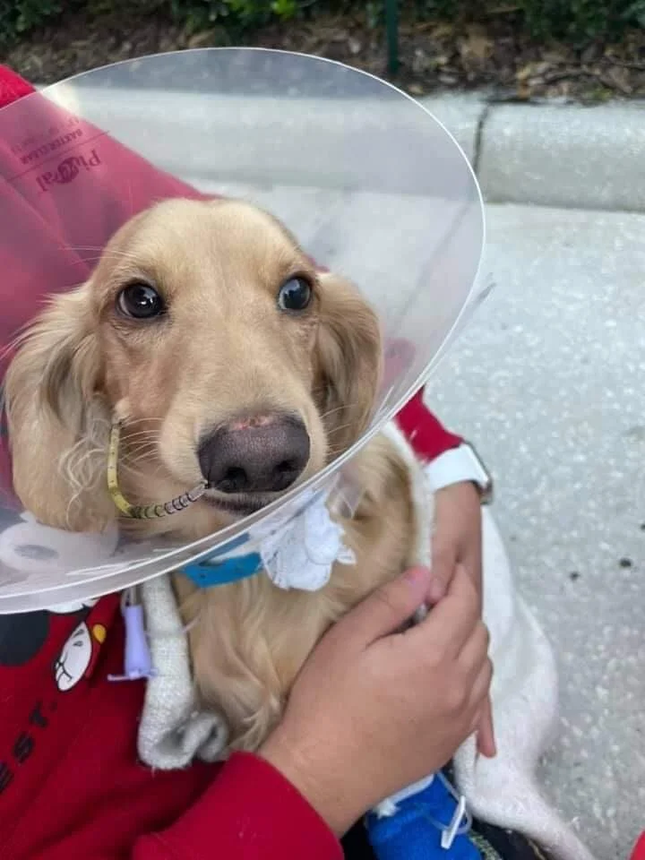Thank you for bringing so much joy to us and helping us give our weenie Winston the best care he deserves!