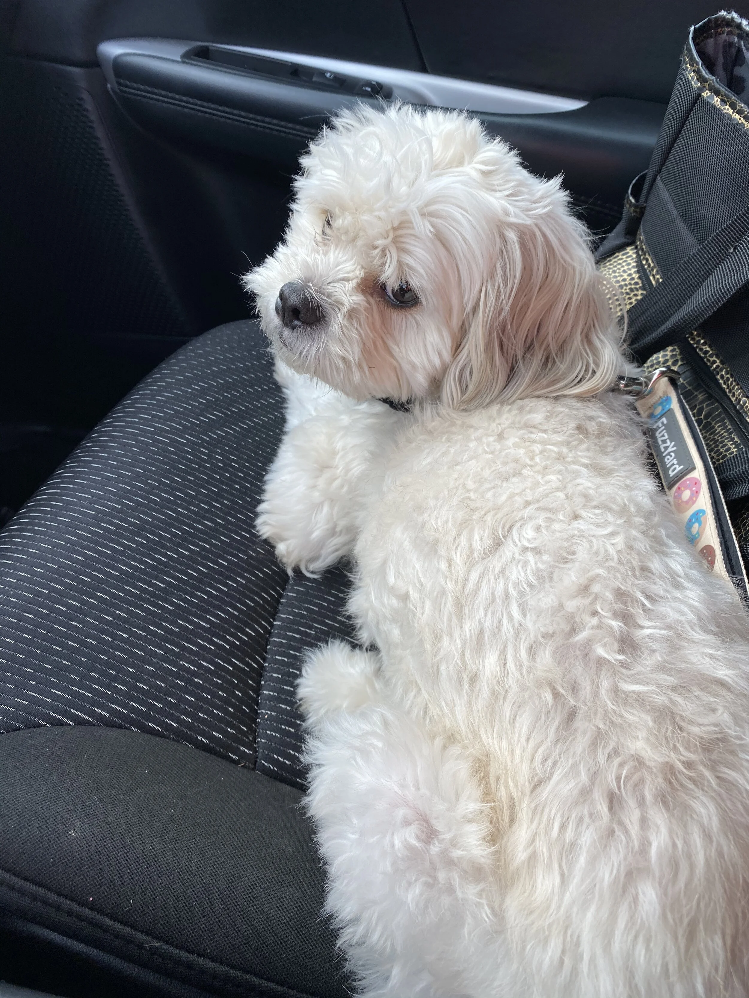 Thank you for your generosity with Biscuit's Emergency Vet Expenses