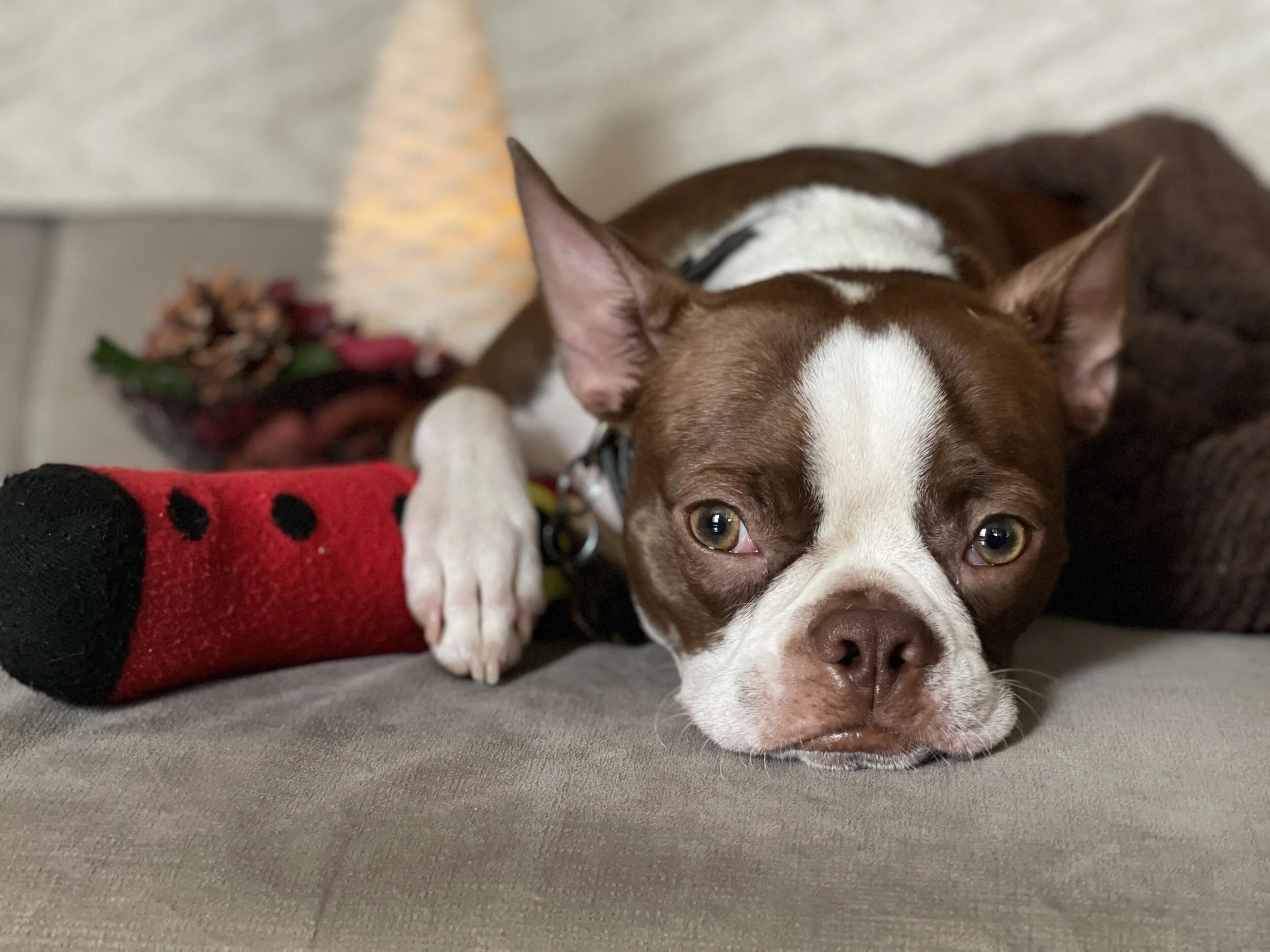 We are very much grateful for your help with Cody's surgery.