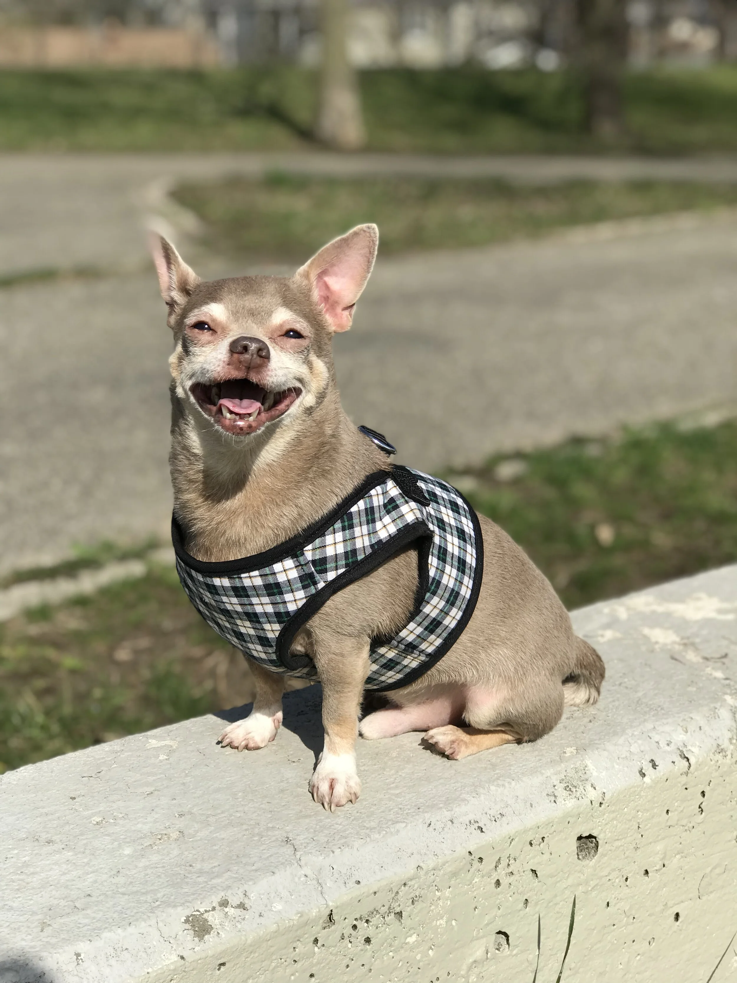 Scrappy and I are Forever Grateful for Your Donations