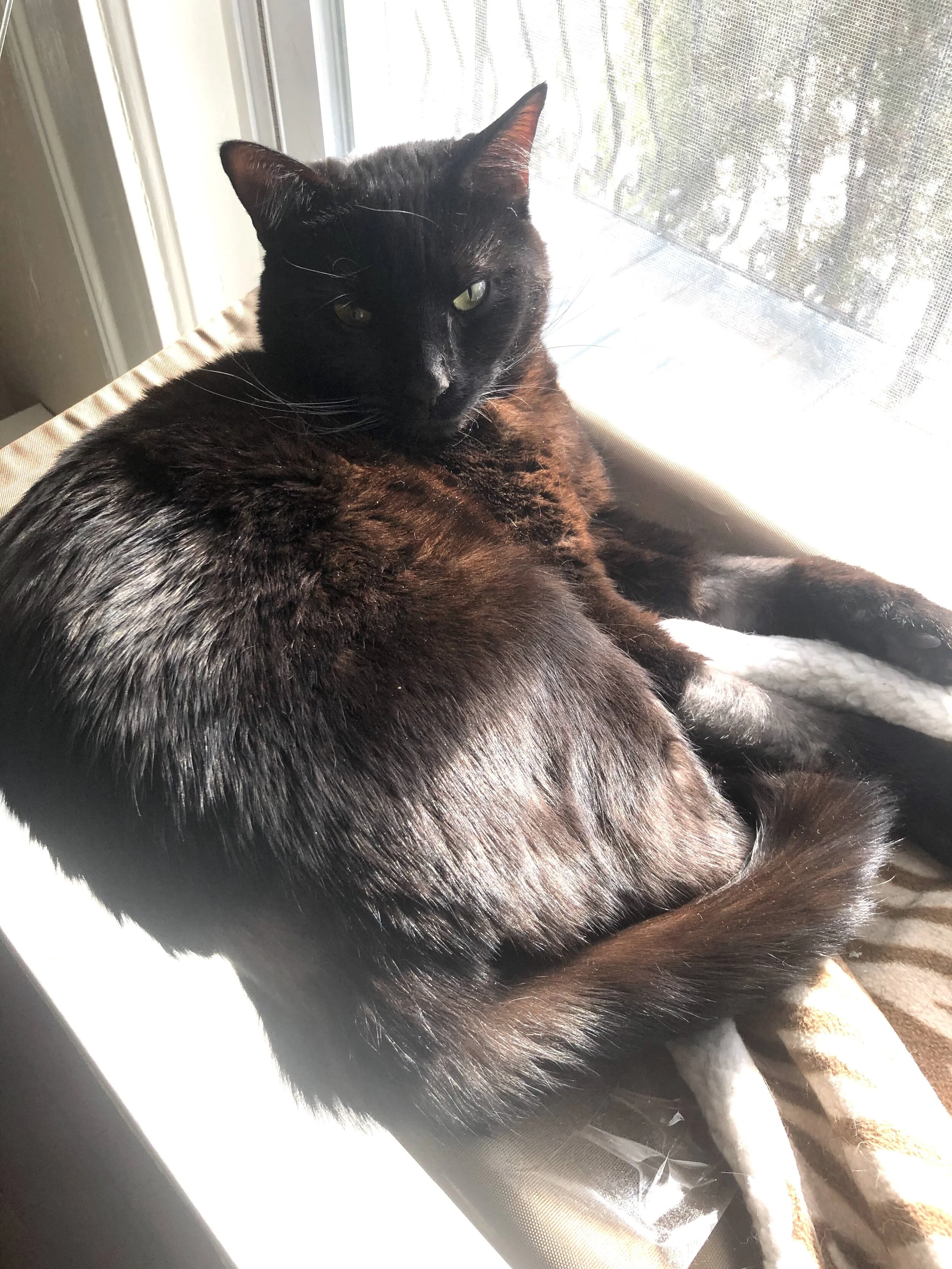Lucio is back to his playful, curious and happy self!