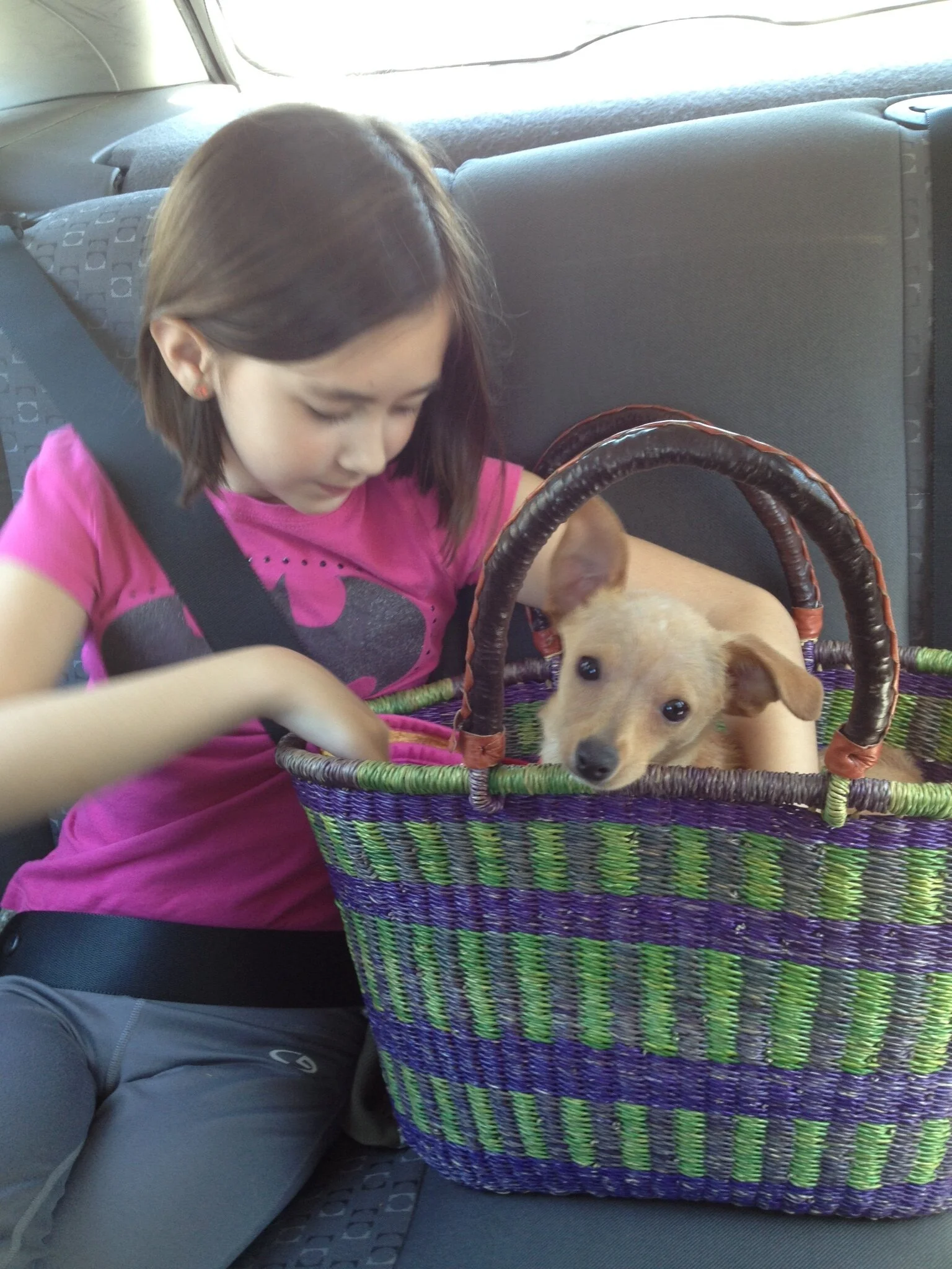 Thank you for helping Rollo - he means the world to us.