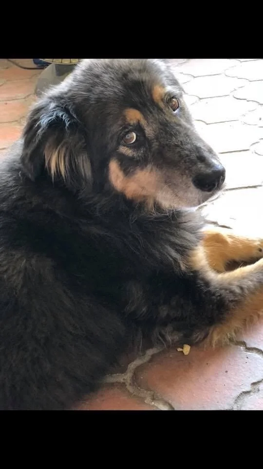 Thank You for Helping My Angel, Halo