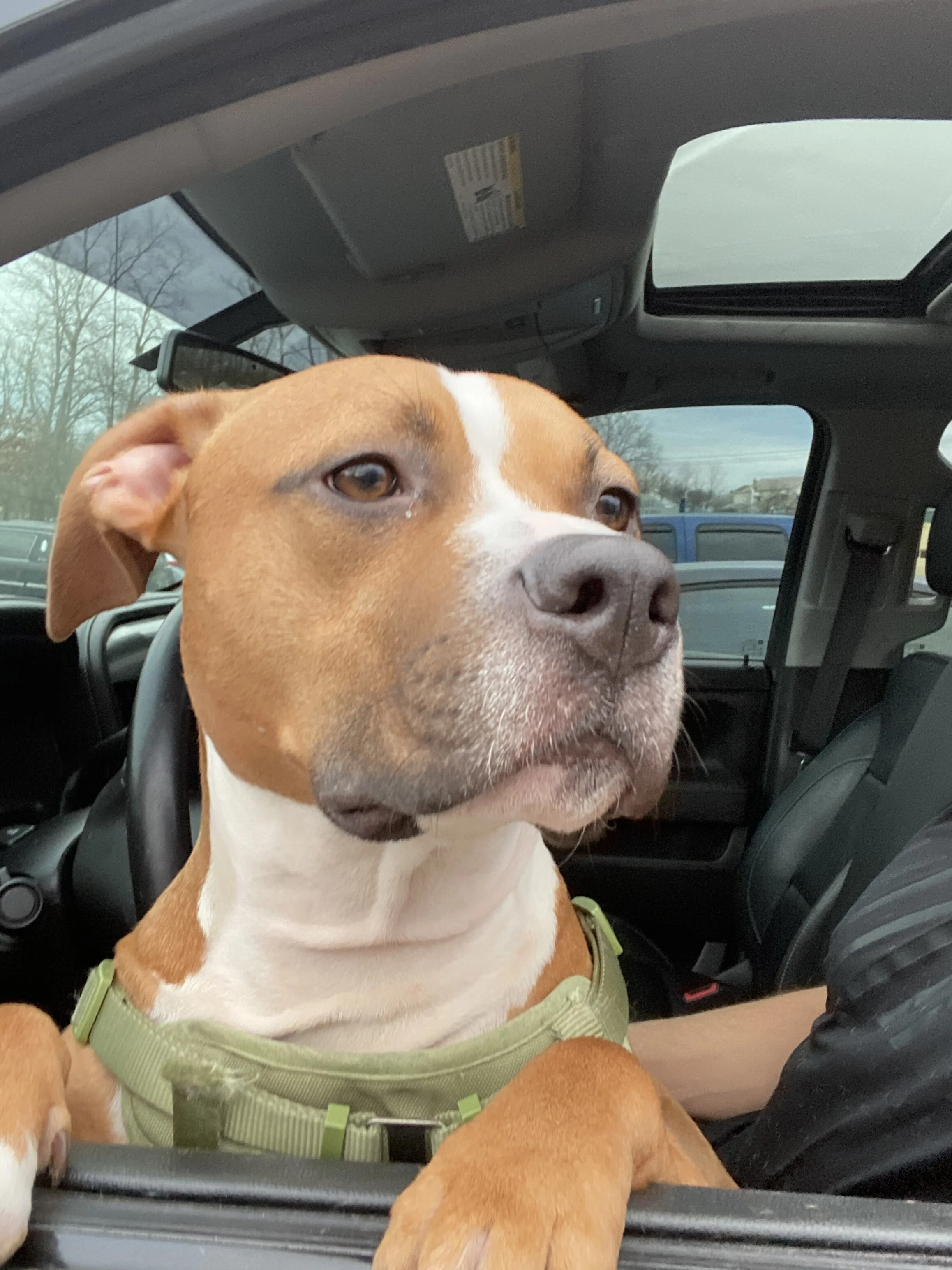 Chance is the world to me, I would do anything for this dog.