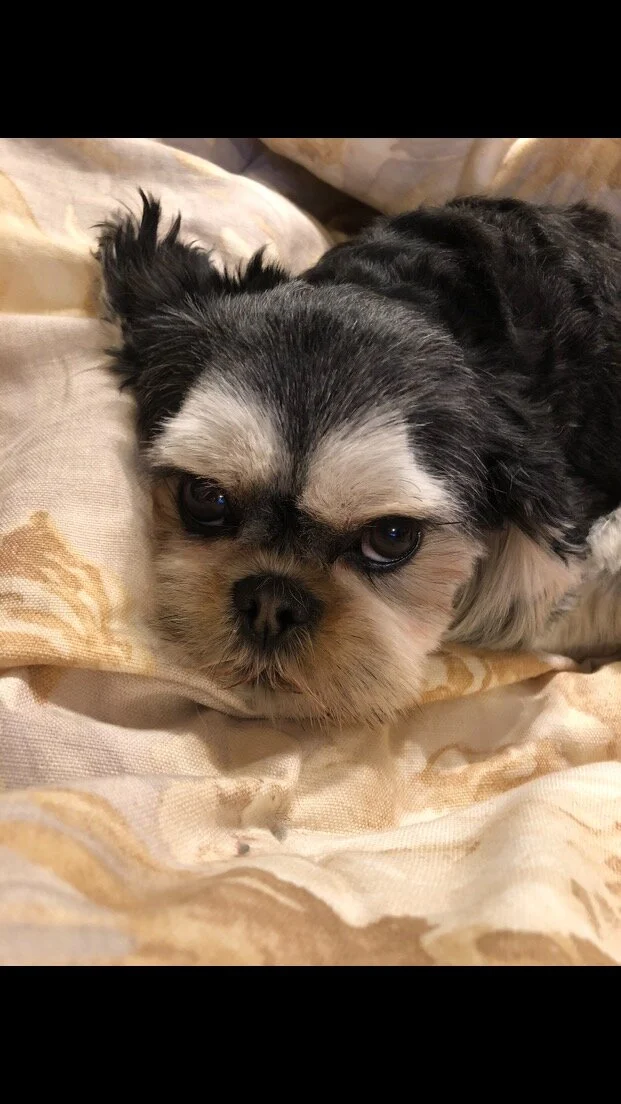 Thank you so much to the donors. Without your help Buffy would still be in a lot of pain.