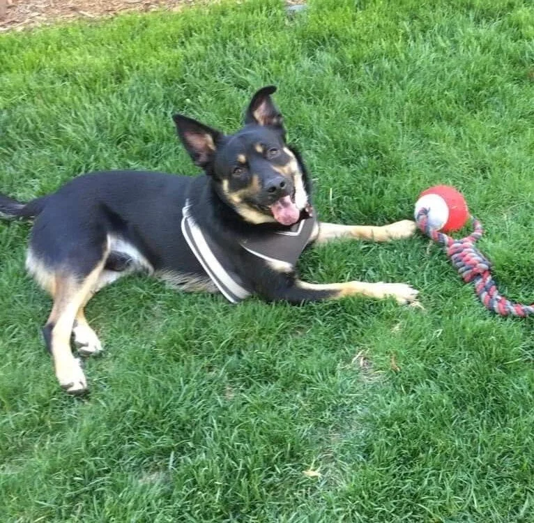 Thank you for helping Mater and getting my doggie back to his old self.