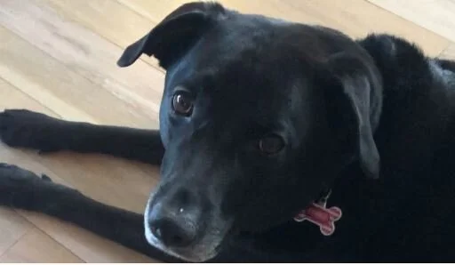 Thank you for helping Clara. She has been a blessing to us since she was adopted five years ago.