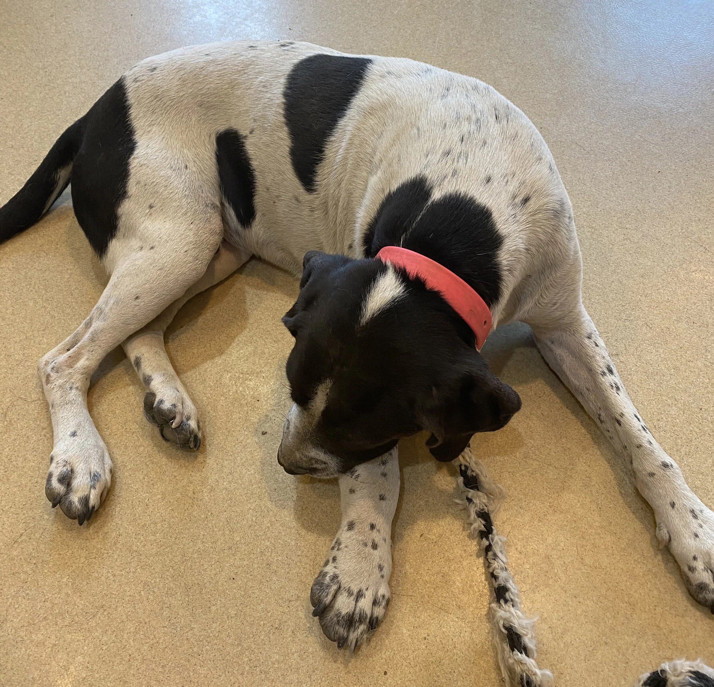 Thank you to everyone who helped Henry, he is a special part of our family.