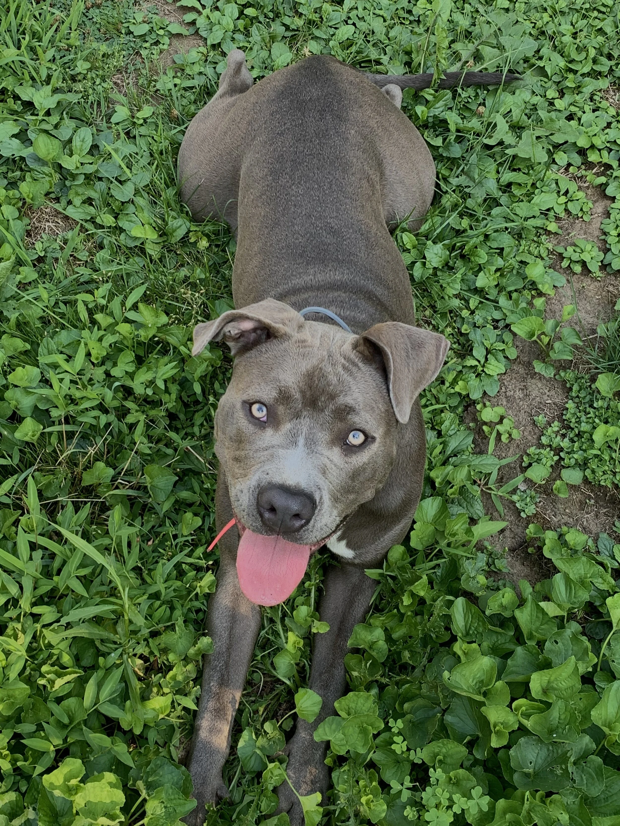 We are so thankful. We know Luna has a long, wonderful life ahead of her.