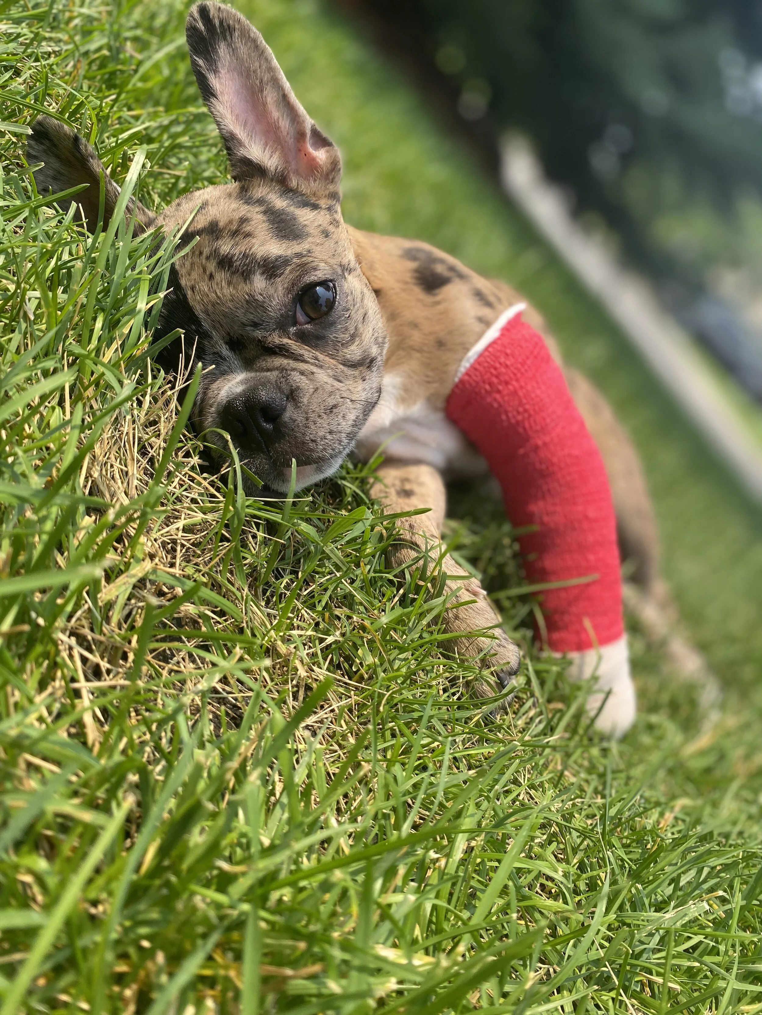 This means so much to me, Dior and our family. You are helping our best friend.