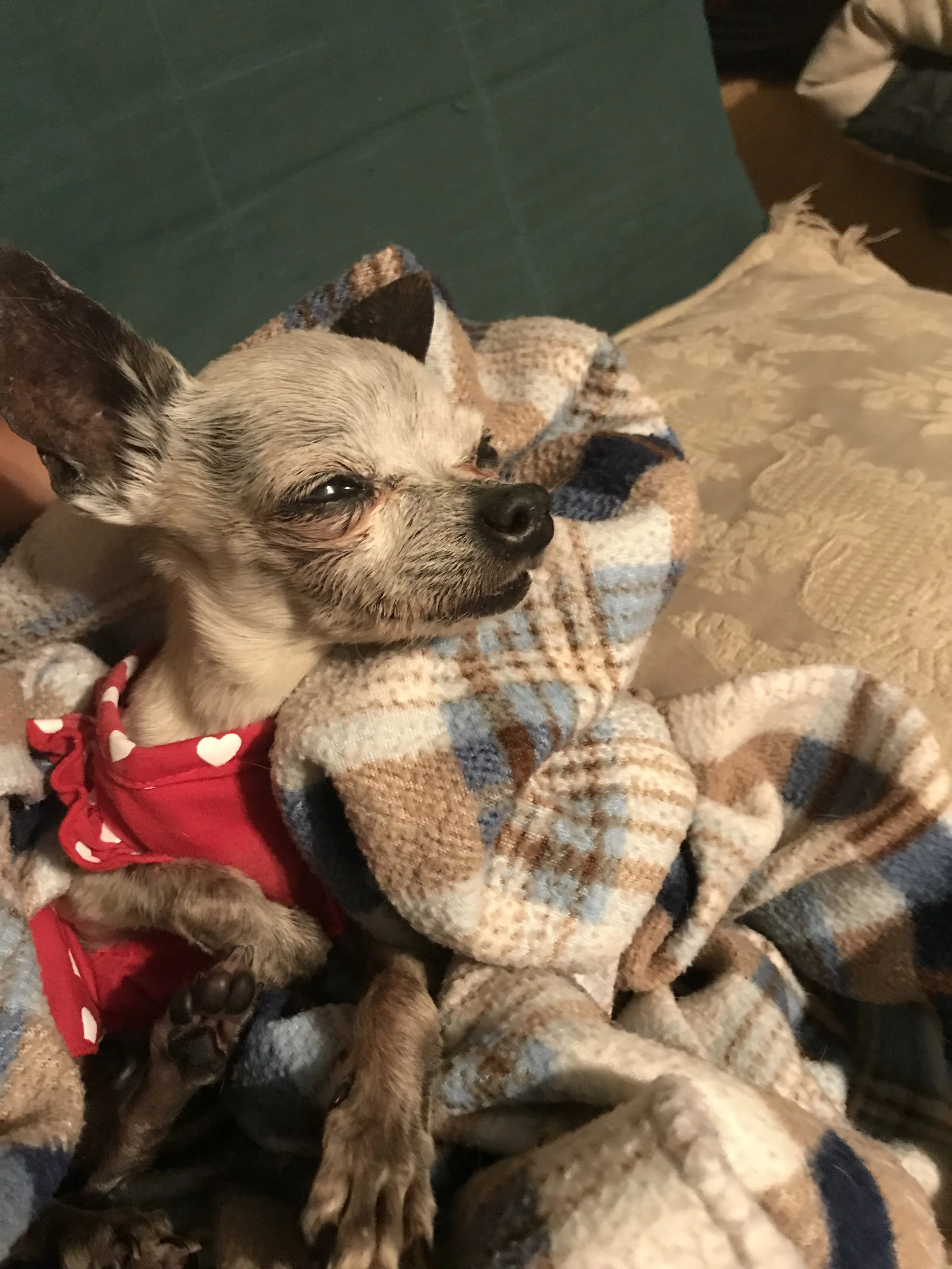 I greatly appreciate your gift. I cannot imagine life without Tiny.