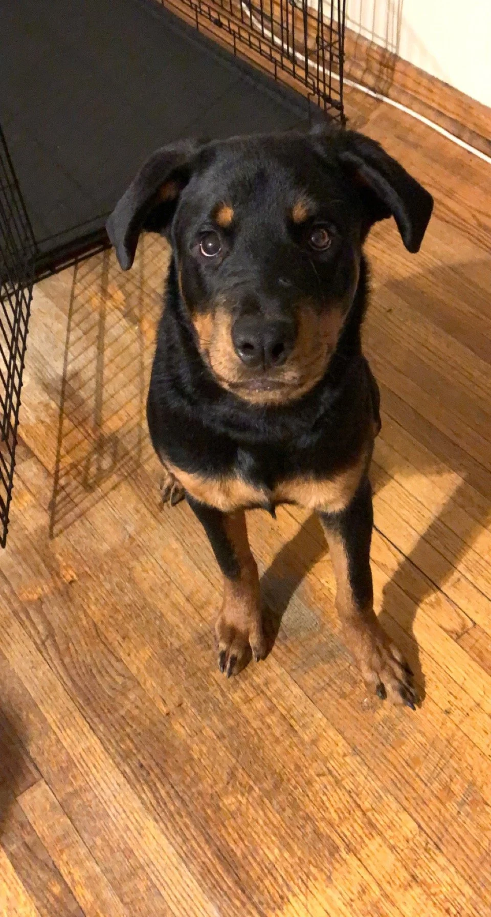 Thank you so much for helping my baby girl Dutchess