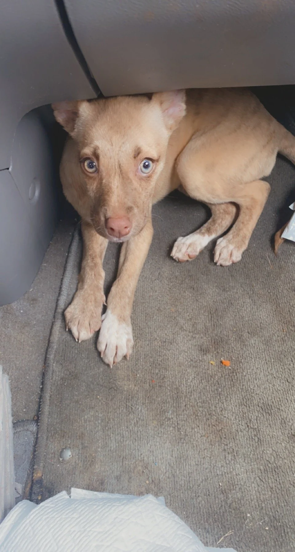 From the bottom of our hearts we want to thank you for helping us get our baby Fawn home.