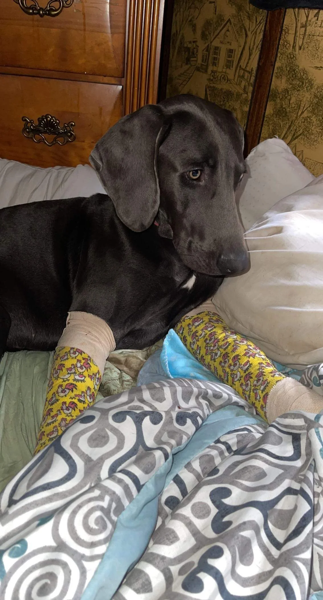 Thank you for helping Zeus, he is our world.